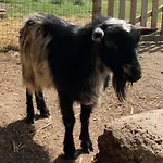 L'escapade Cosy Avec Et Mini Ferme Prázdninový dům Domvast