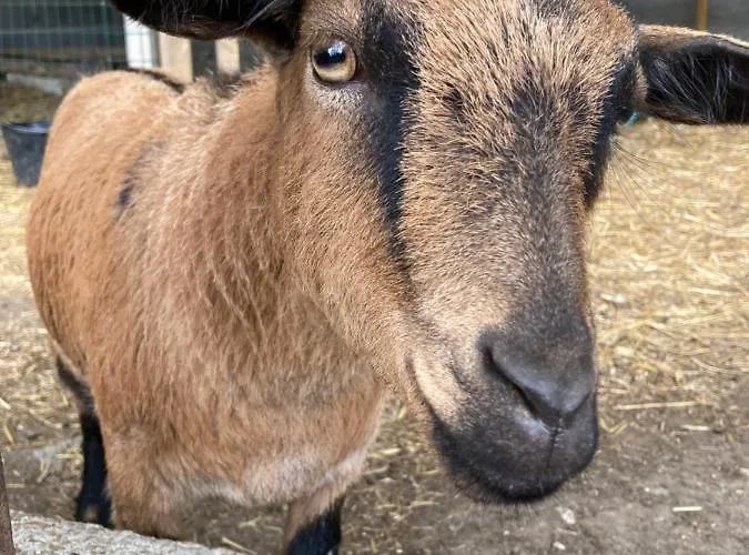 L'escapade Cosy Avec Et Mini Ferme